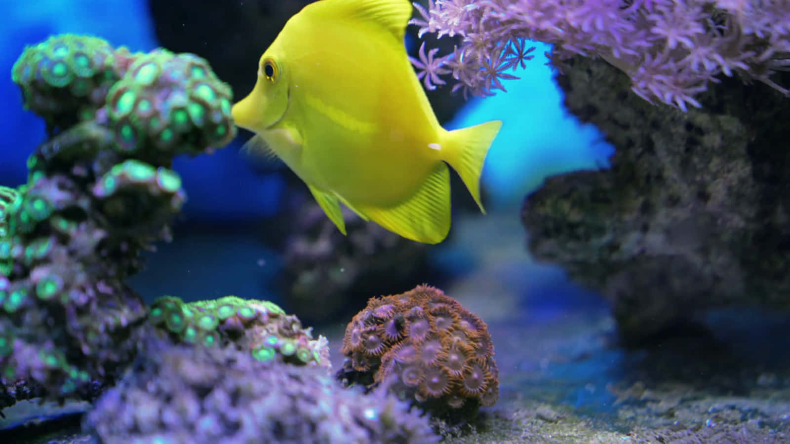 Clownfishde Colores Brillantes Nadando Entre Un Lecho De Corales.