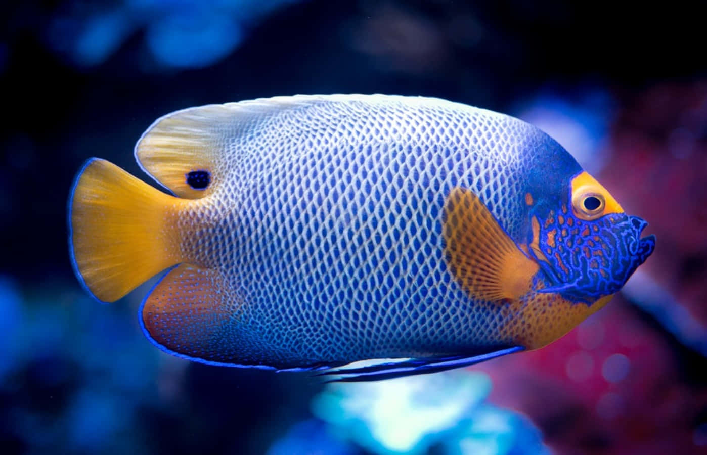 Skole af smukt farvede tropiske fisk der svømmer rundt