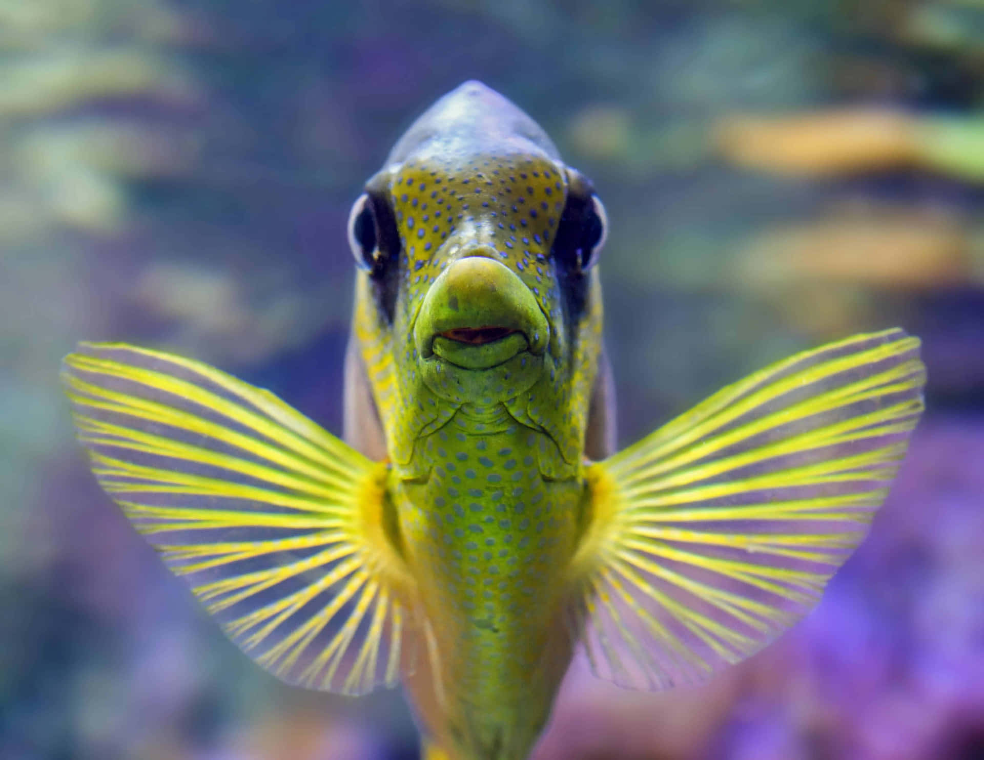 Udforsk de farverige dybder af oceanerne med fisk.