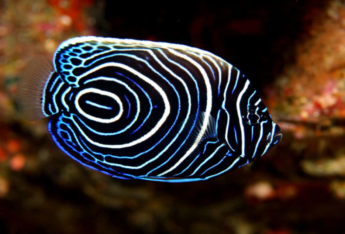 Erlebensie Das Leben Unter Dem Meer Mit Einer Vielzahl Von Lebendigen Und Farbenfrohen Fischen