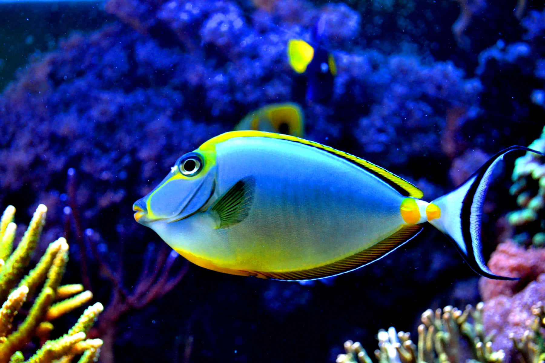 En farverig masse af tropiske fisk svømmer i en krystalklar blå ocean