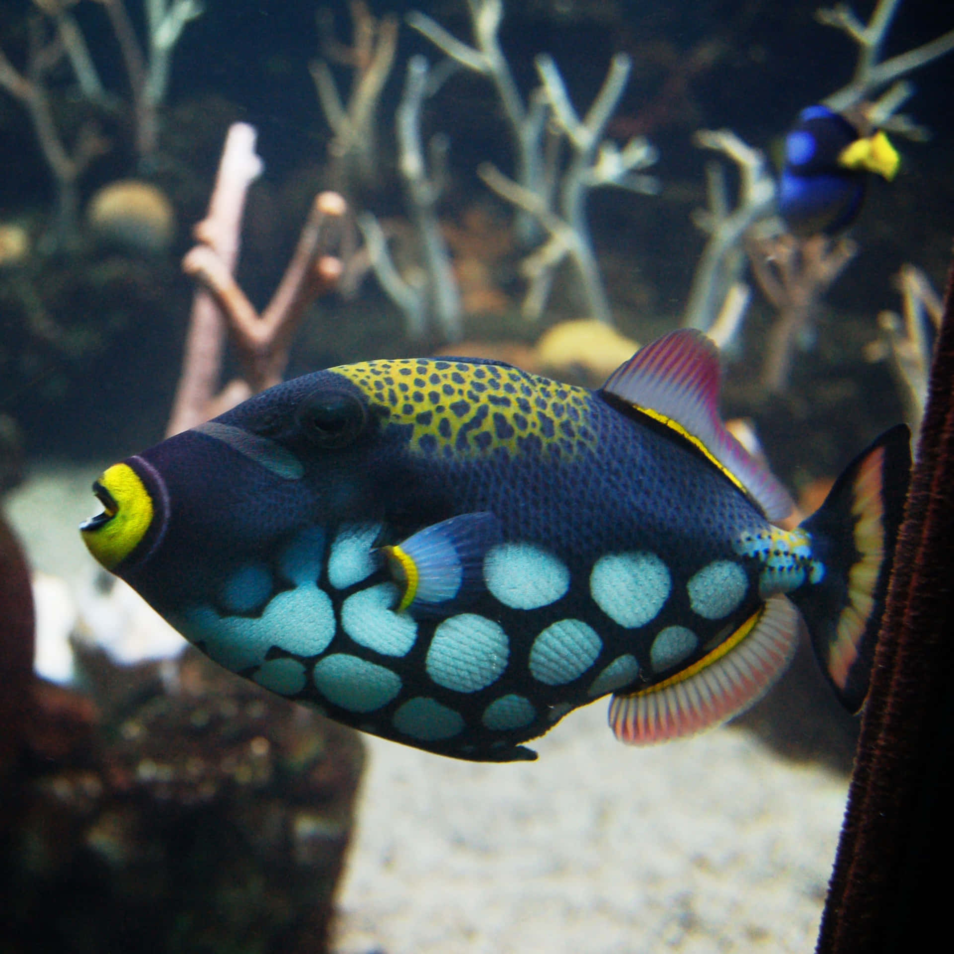 Einlebhafter Orangefarbener Und Gelber Fisch Schwimmt Im Aquarium.