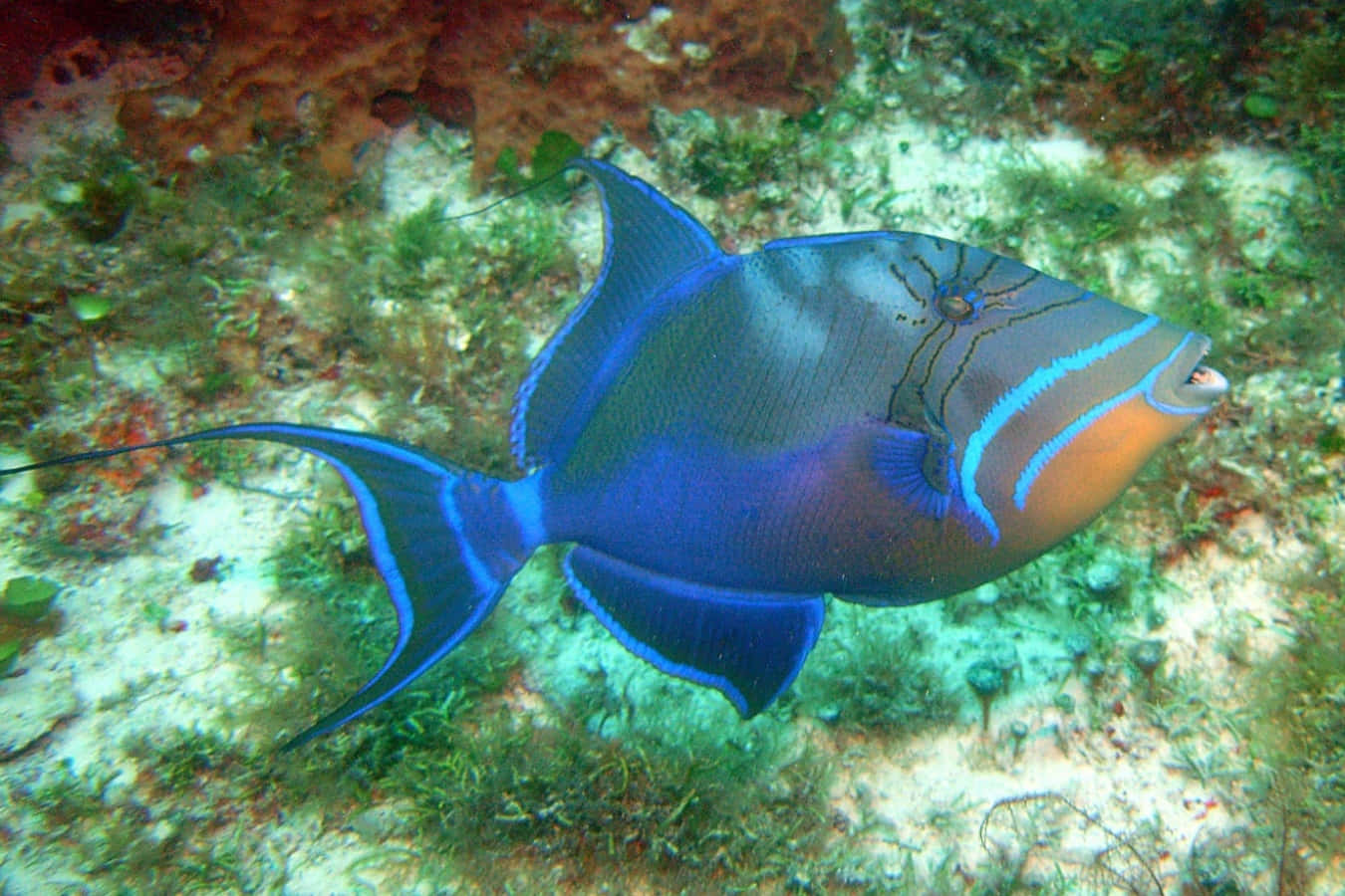 Tropiske fisk | Almindeligt fundet i det østlige Stillehav.