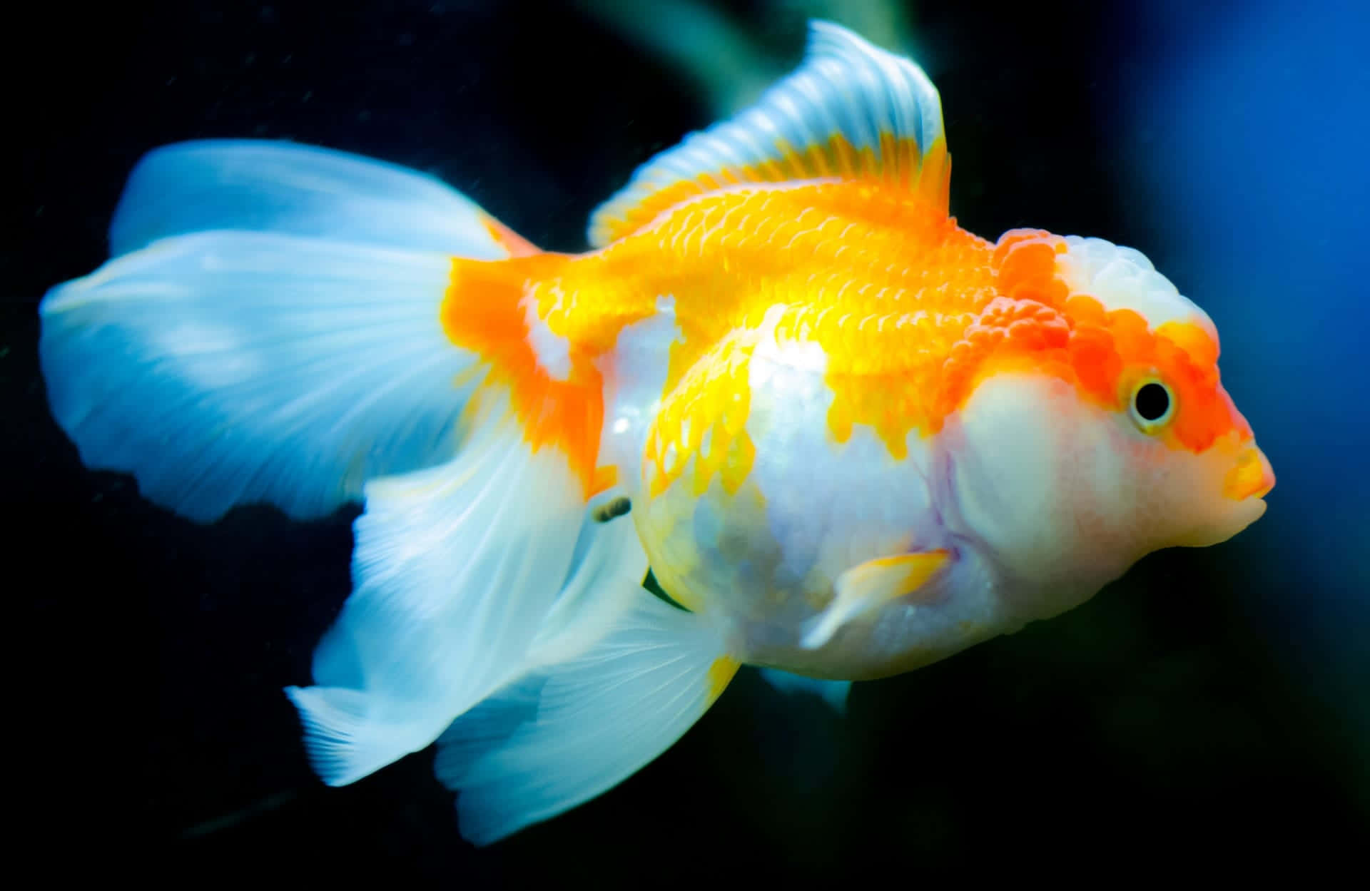 A brightly colored fish swims amidst a stream of blue water