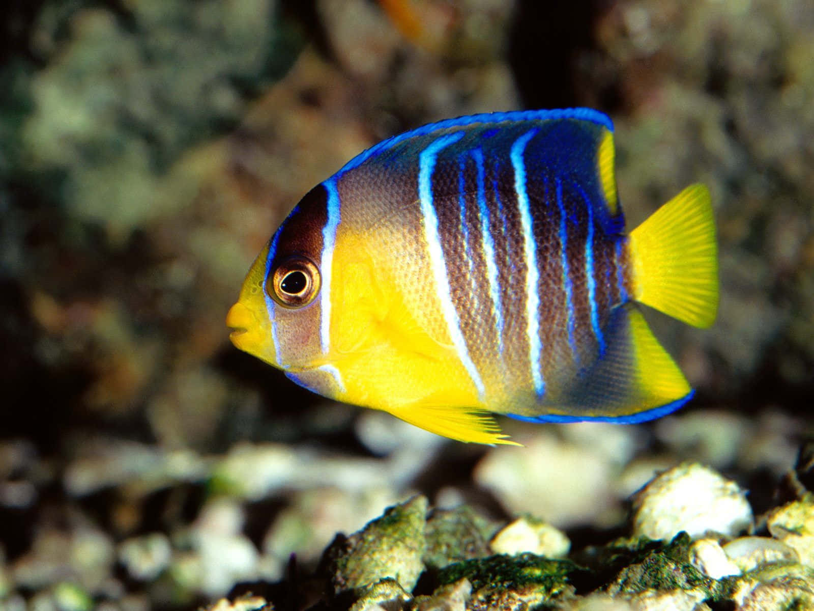 Nyd synet af farverige fisk i et akvarium!