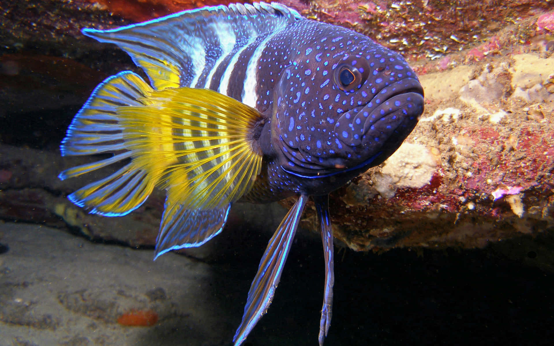En blå og gul fisk der svømmer igennem damrør.