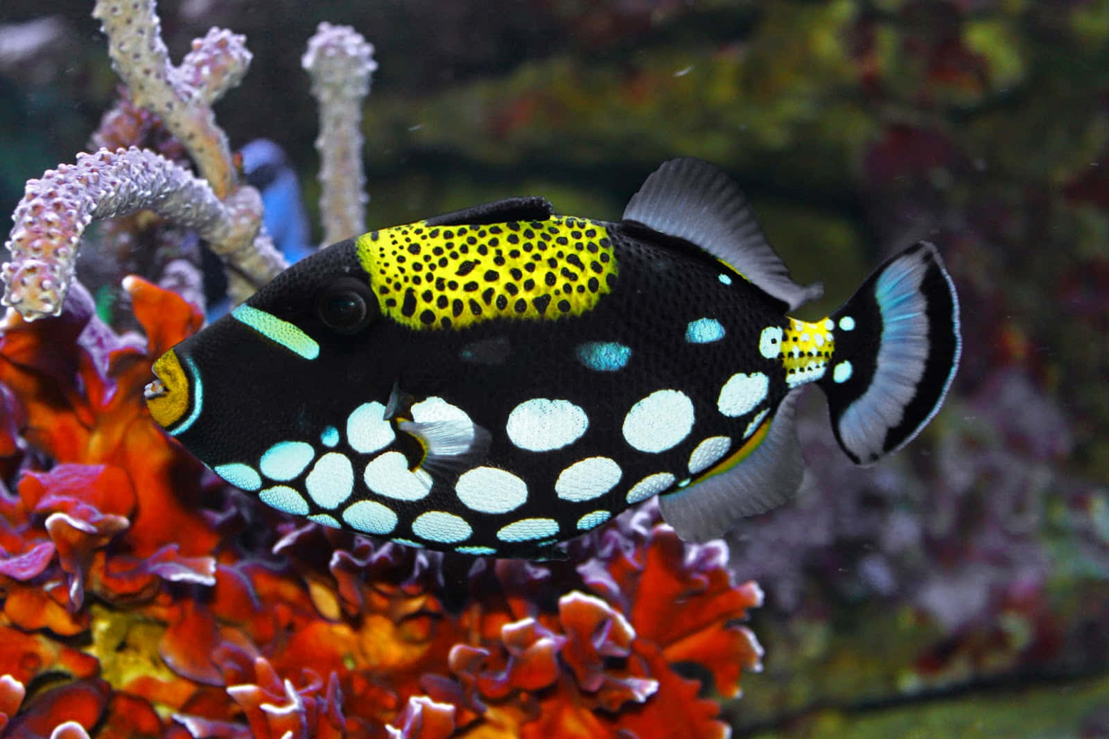 En farverig skole af tropiske fisk svømmer i et koralrev