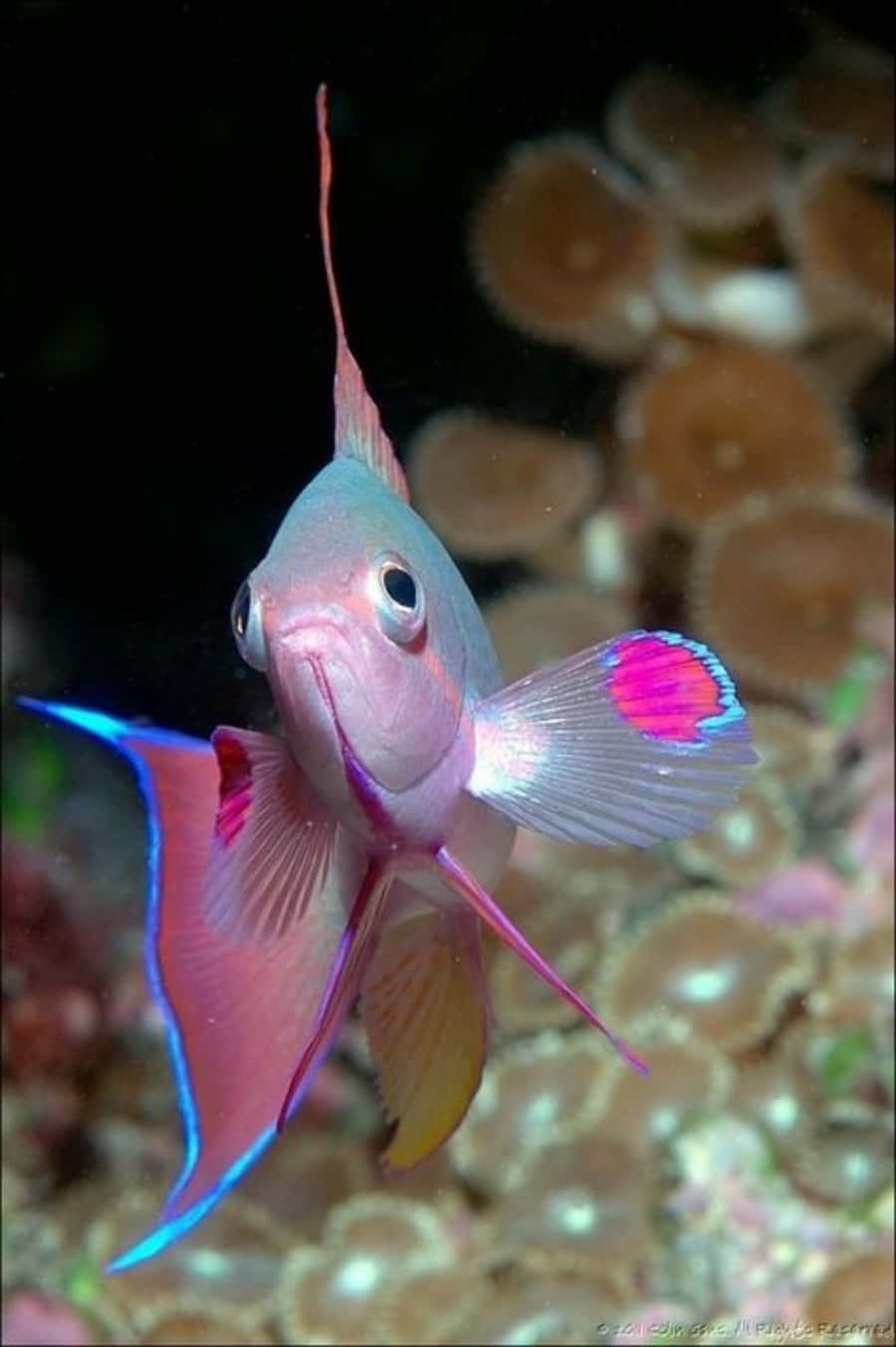 Farverige koralrev fisk svømmer i et hav af blå.