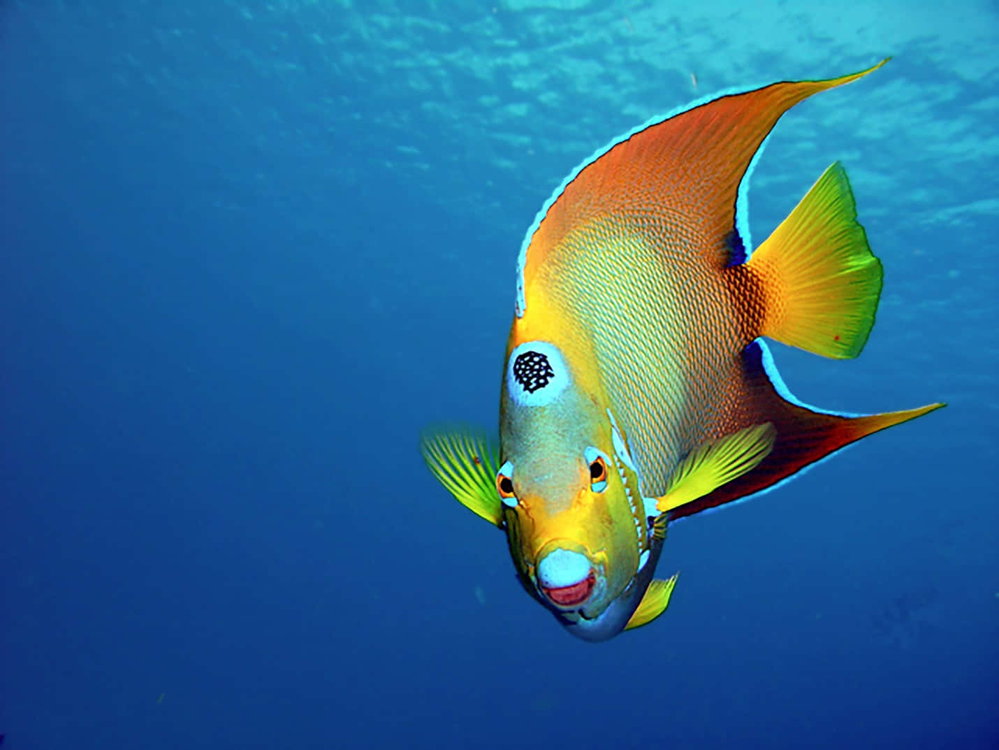 A Vibrant Fish pops Out Of the Water
