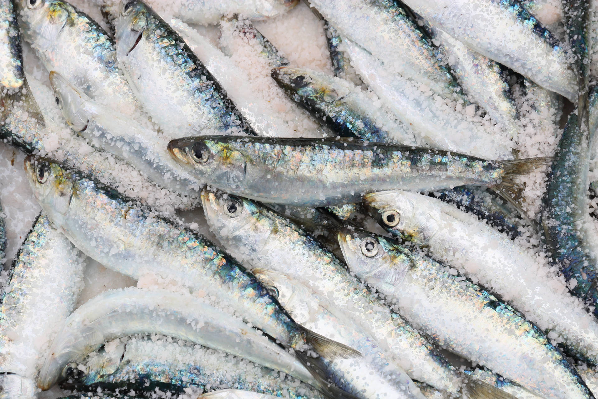 Fish Sardines Marinated With Salt Wallpaper