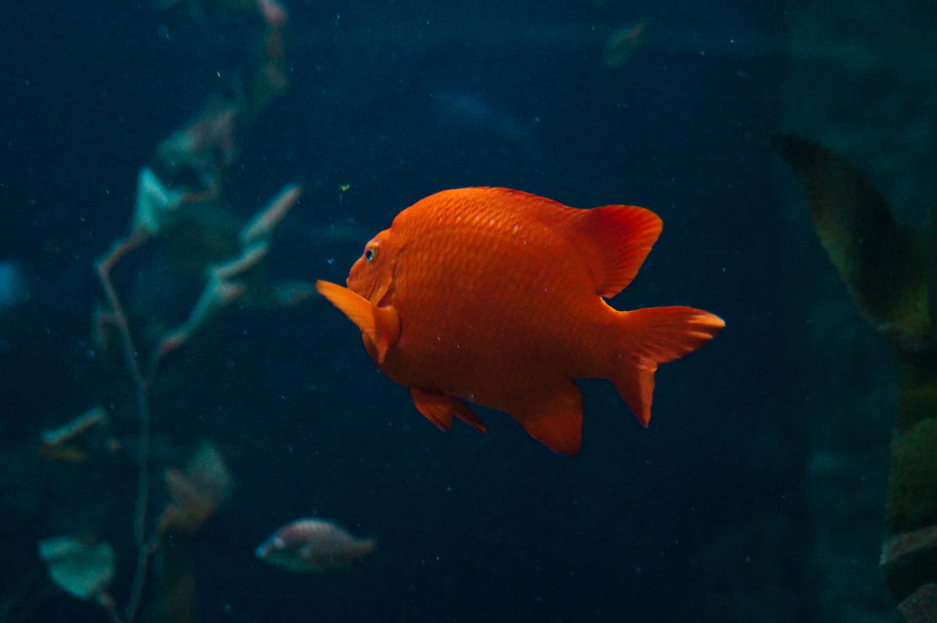 Escamasde Peces Brillantes De Cerca Fondo de pantalla