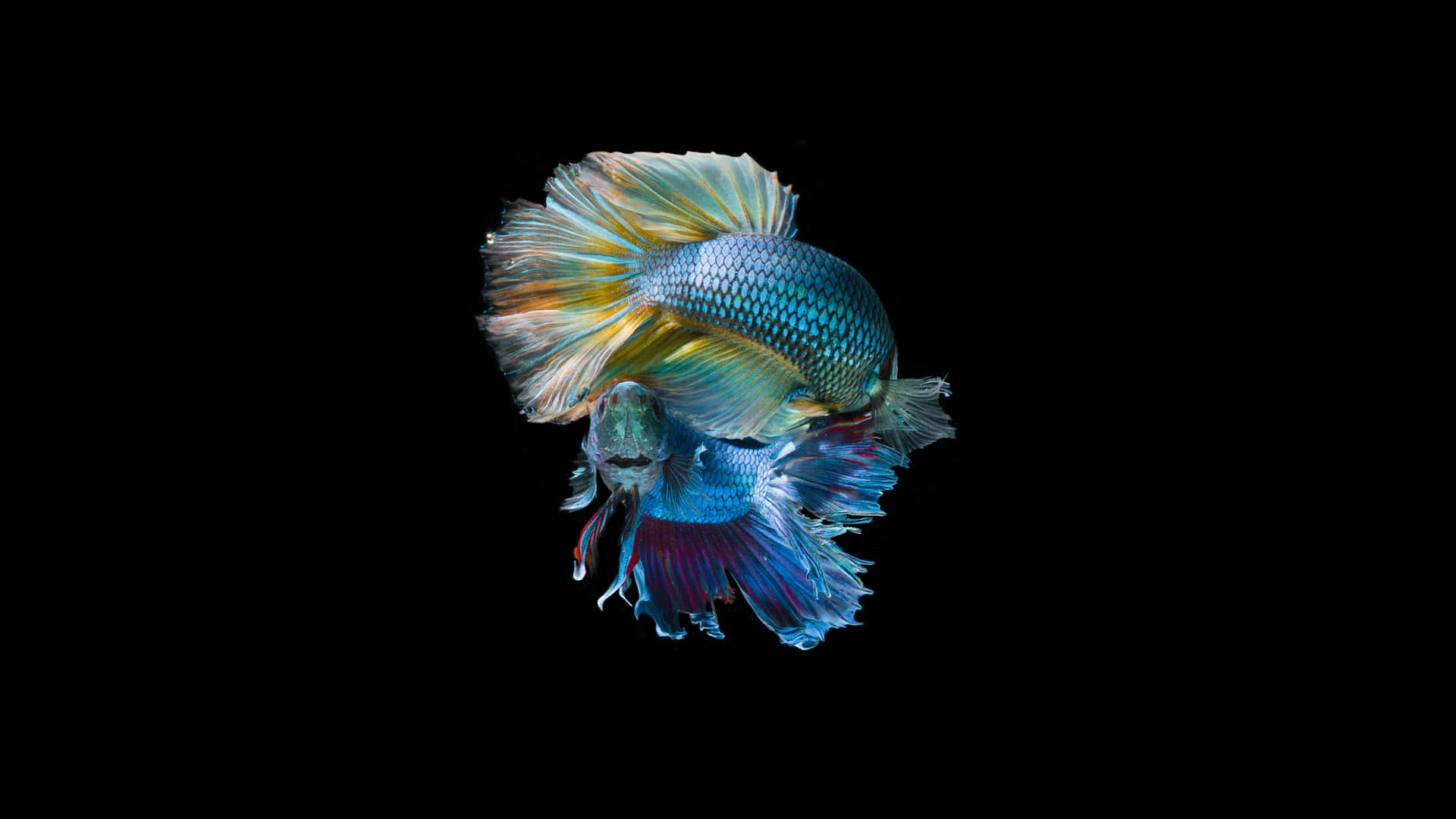 Stunning Iridescent Fish Scales Wallpaper