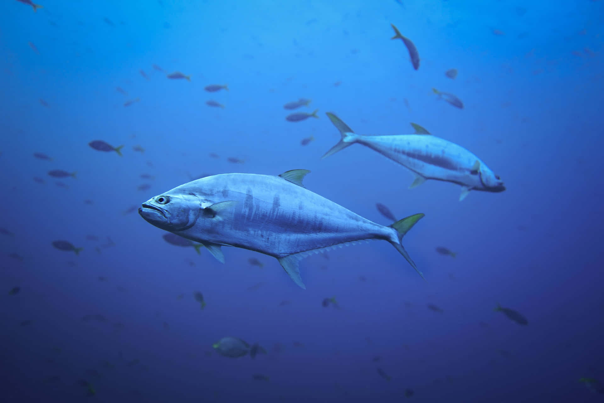 Iridescent Fish Scales Close-Up Wallpaper