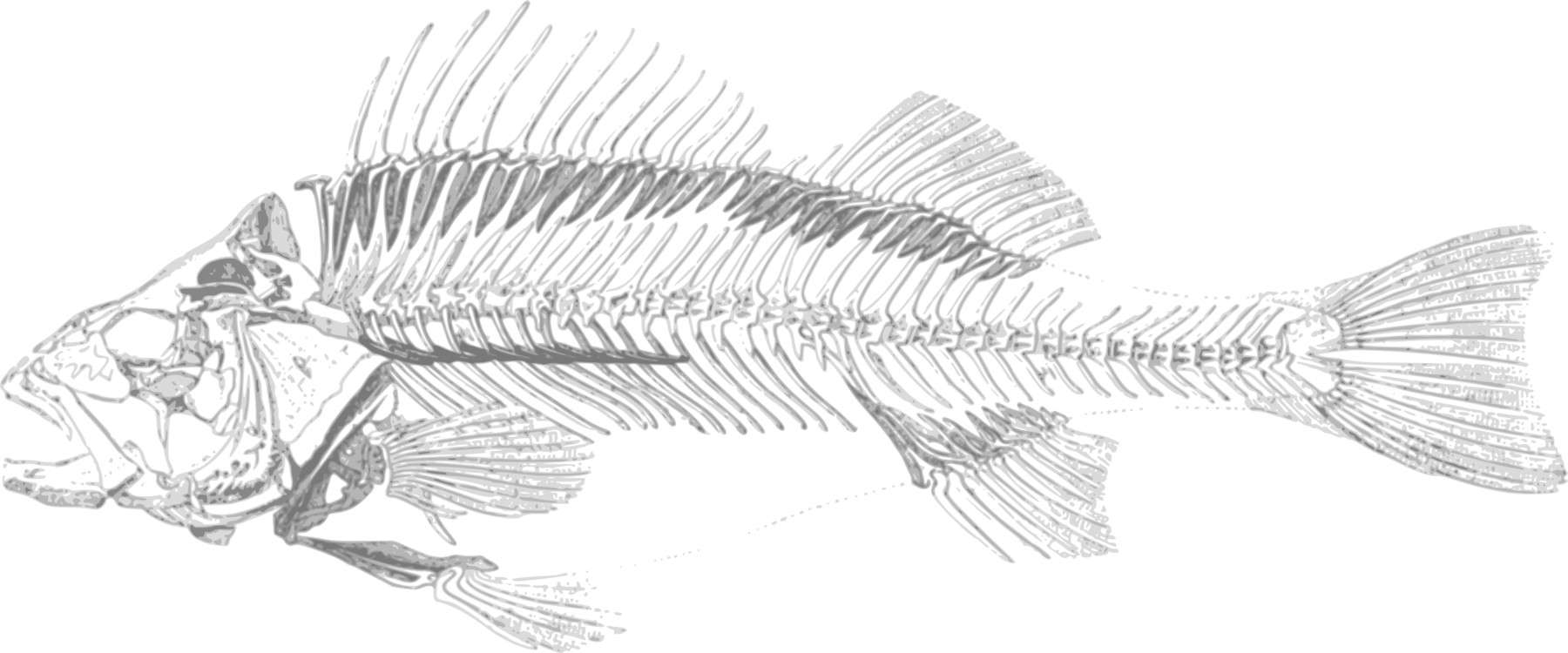 Fish Skeleton Illustration PNG