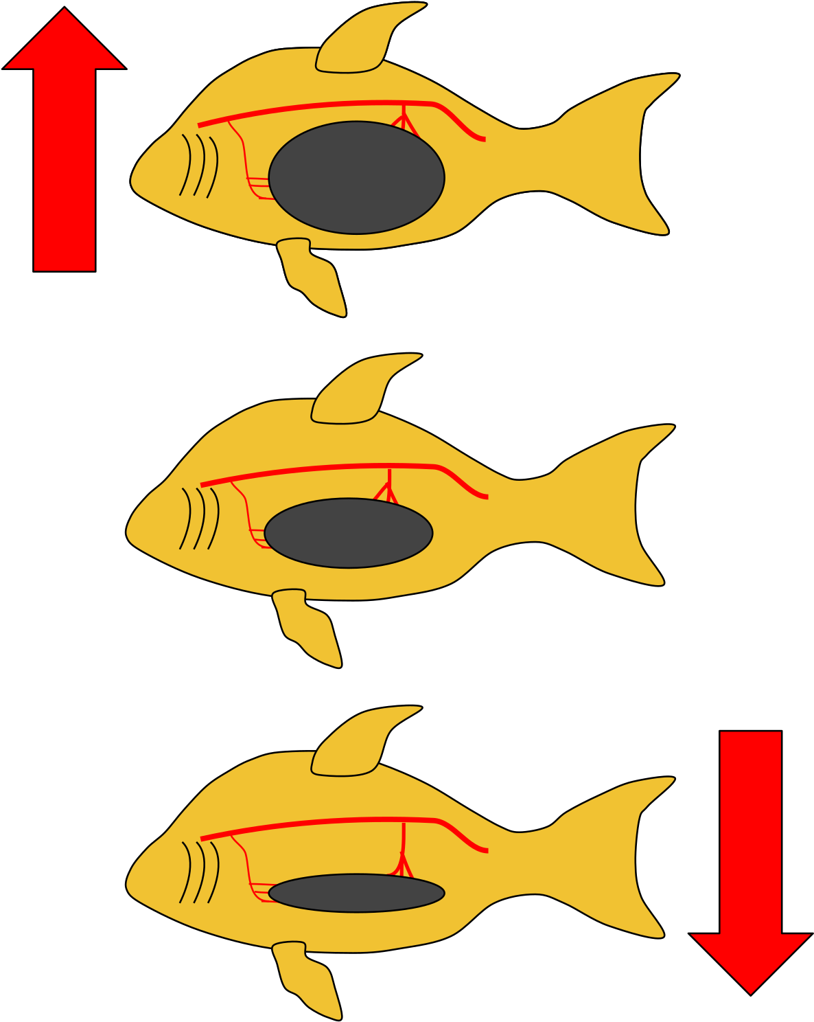 Fish Swimming Direction Change PNG