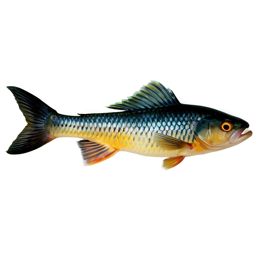 Fish Tail Png 13 PNG