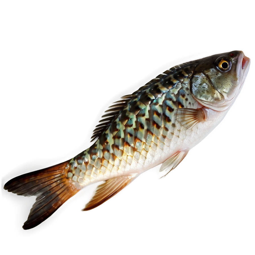 Fish Tail Png Fjm74 PNG