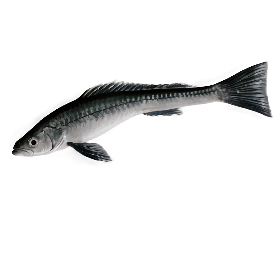 Fish Tail Png Ibt65 PNG