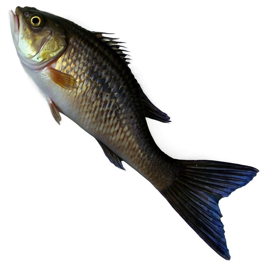 Fish Tail Png Kam PNG