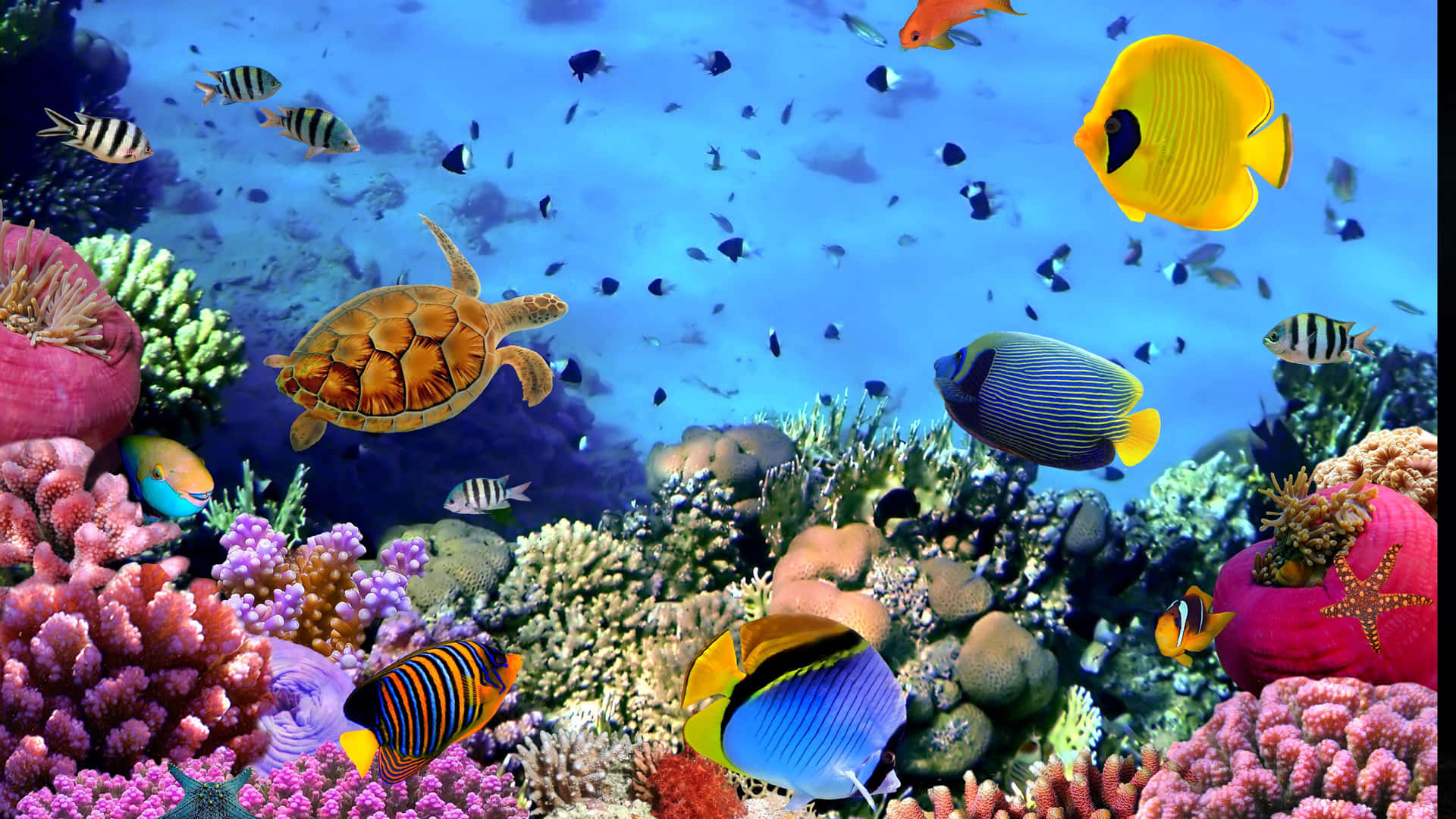 Fischemit Meeresschildkröten-aquarium-hintergrund