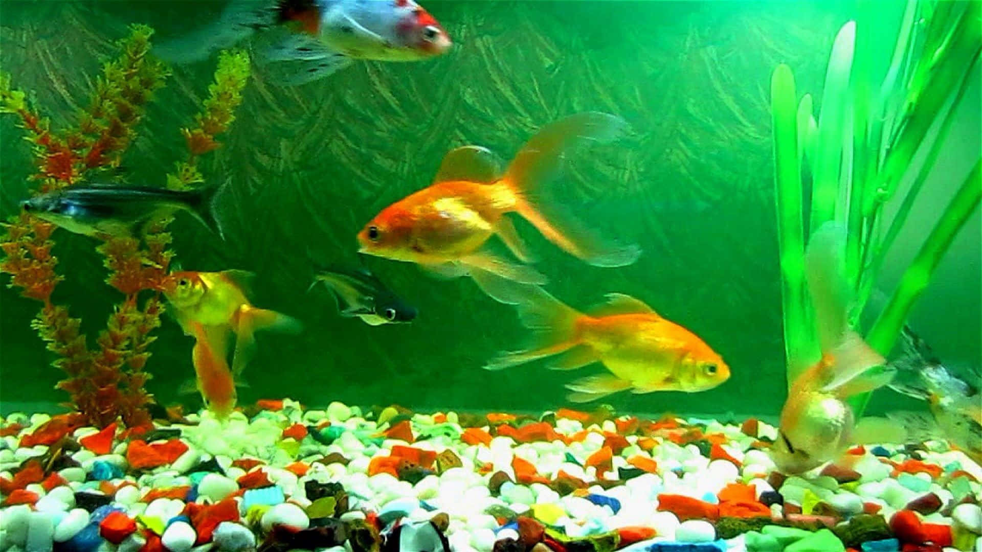 Filled With Pebbles Fish Tank Background