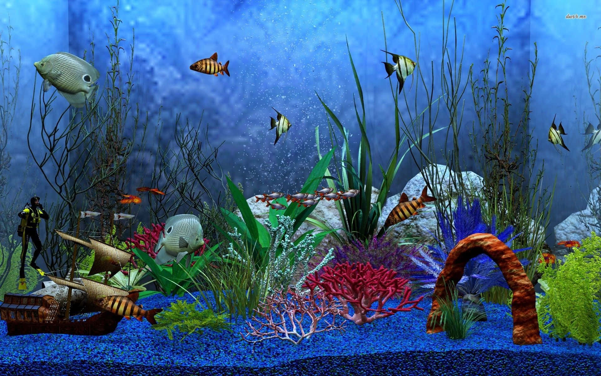 Nyd de utrolige farver fra et ferskvandsakvarium