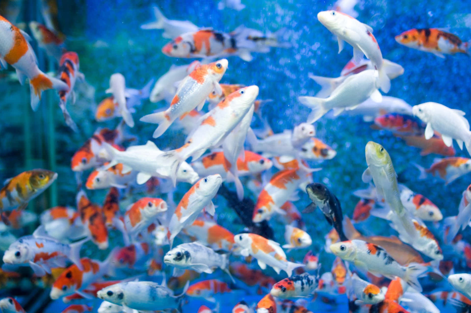 Crowded Koi Fishes Fish Tank Background