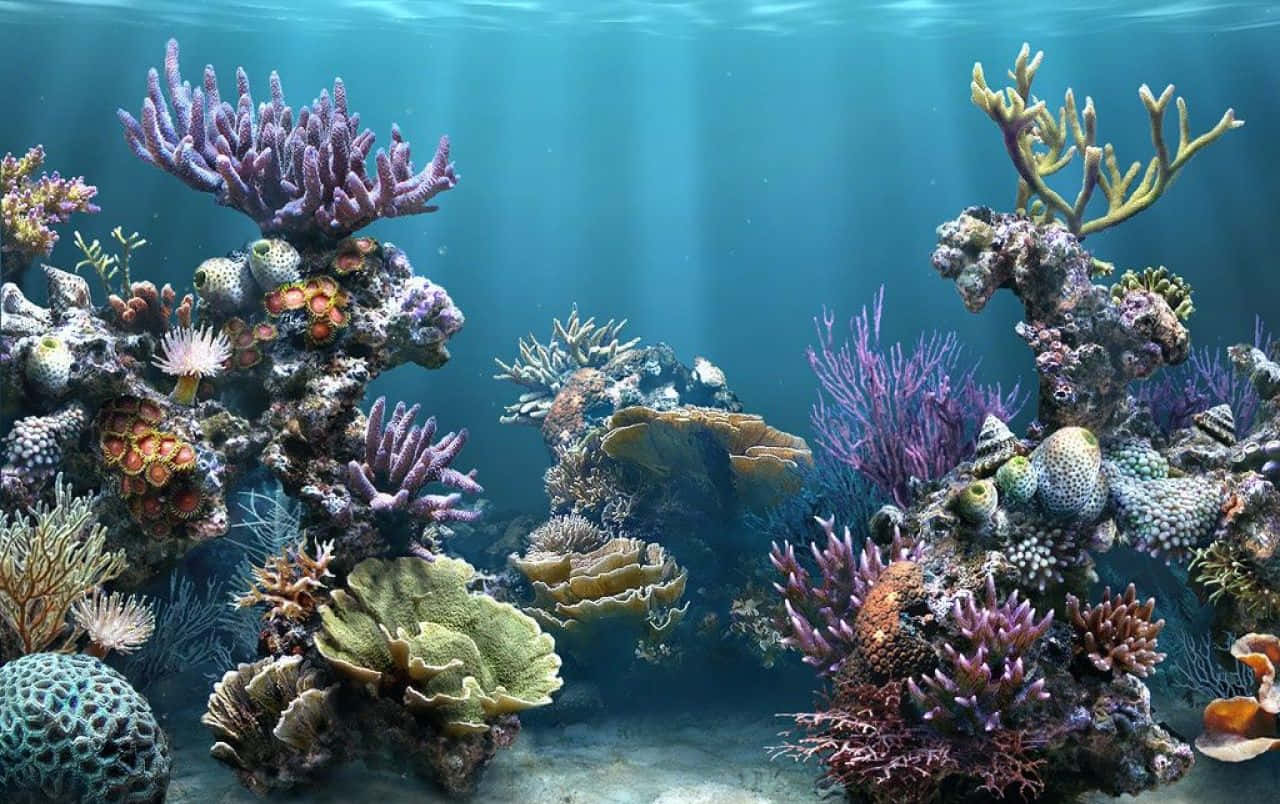 Sfondoper Acquario Con Diversi Coralli E Pesci