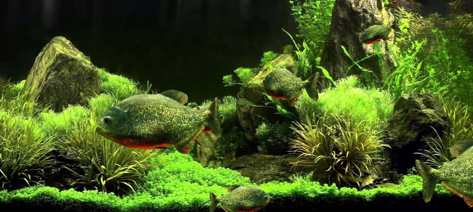 Hintergrundbildfür Ein Aquarium Mit Rotbauch-piranhas