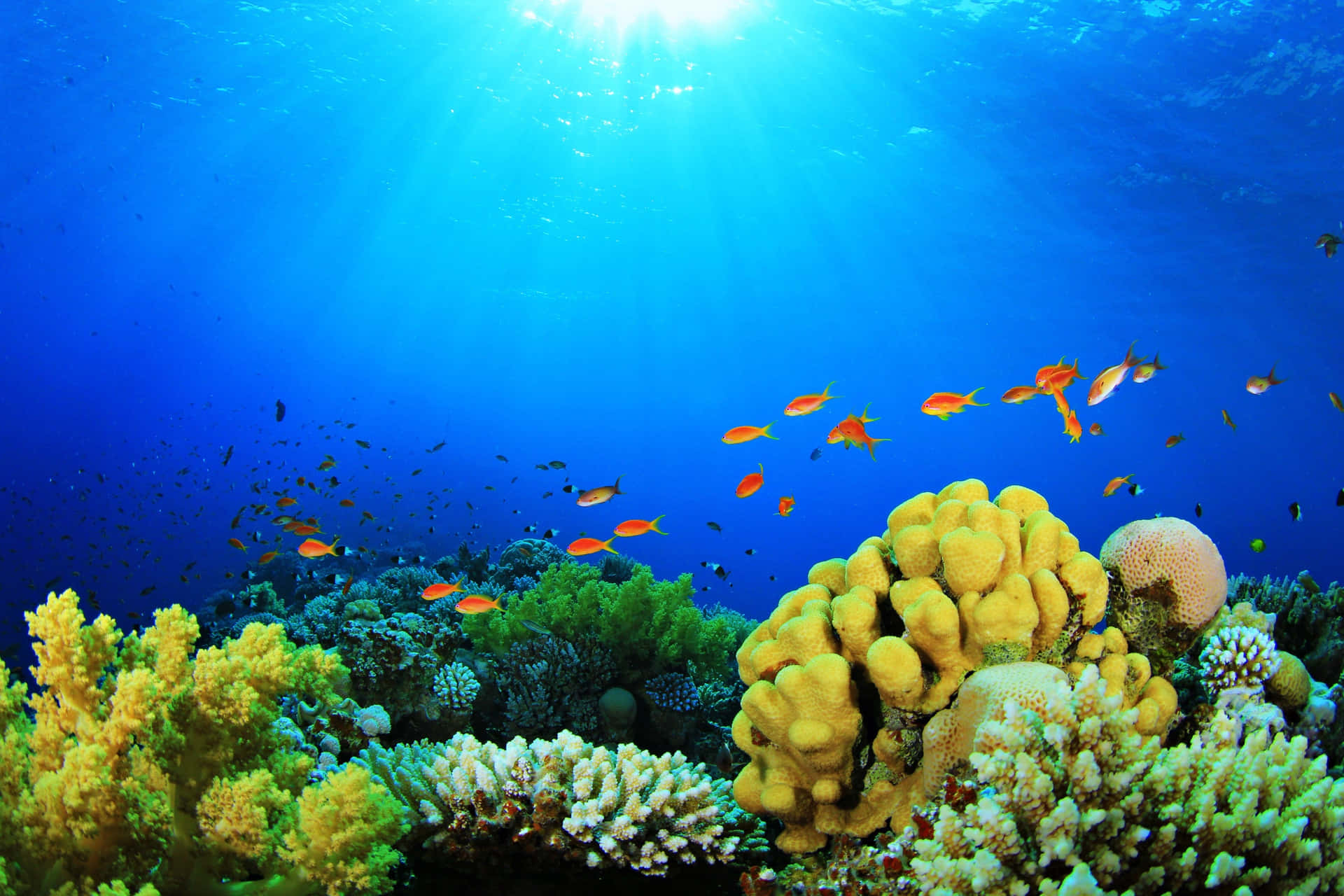 Yellow Coral Reef Fish Tank Background
