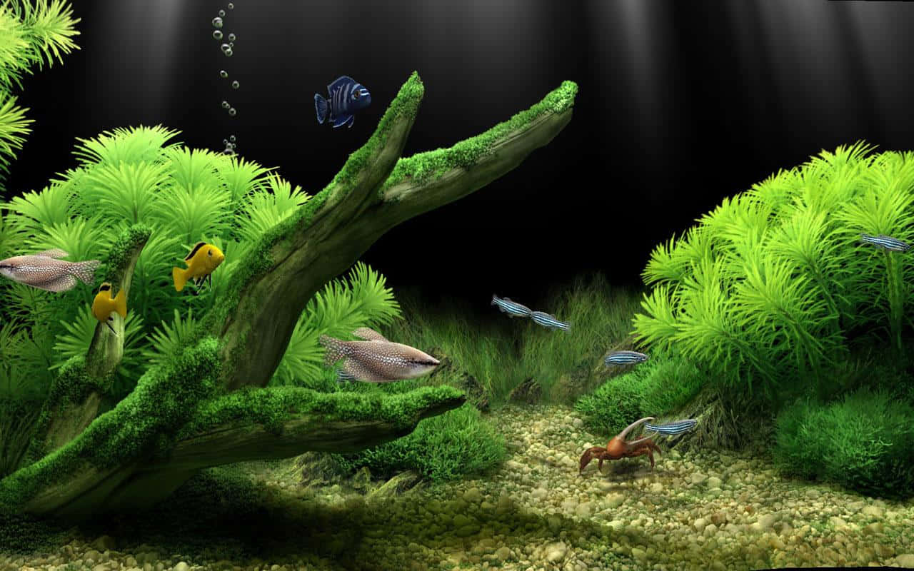 Grass Reef With Mossy Log Fish Tank Background