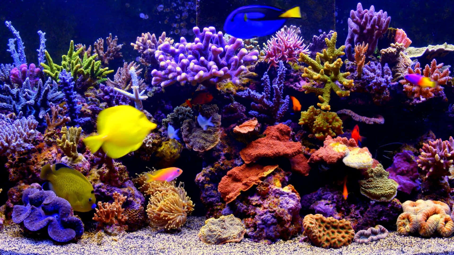 Sfondodell'acquario Con Ricchi Coralli Colorati