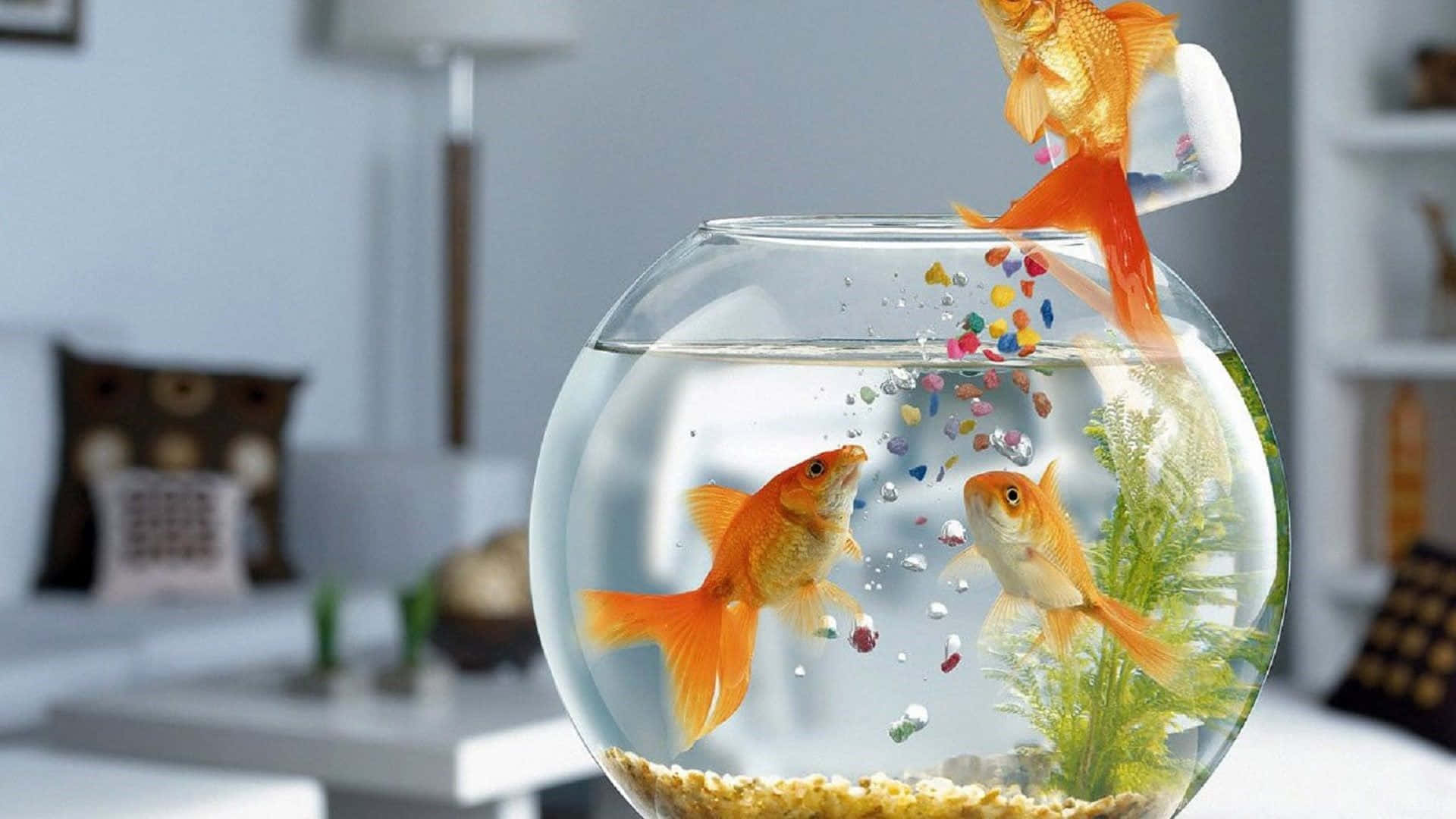 Three Goldfishes Fish Tank Background
