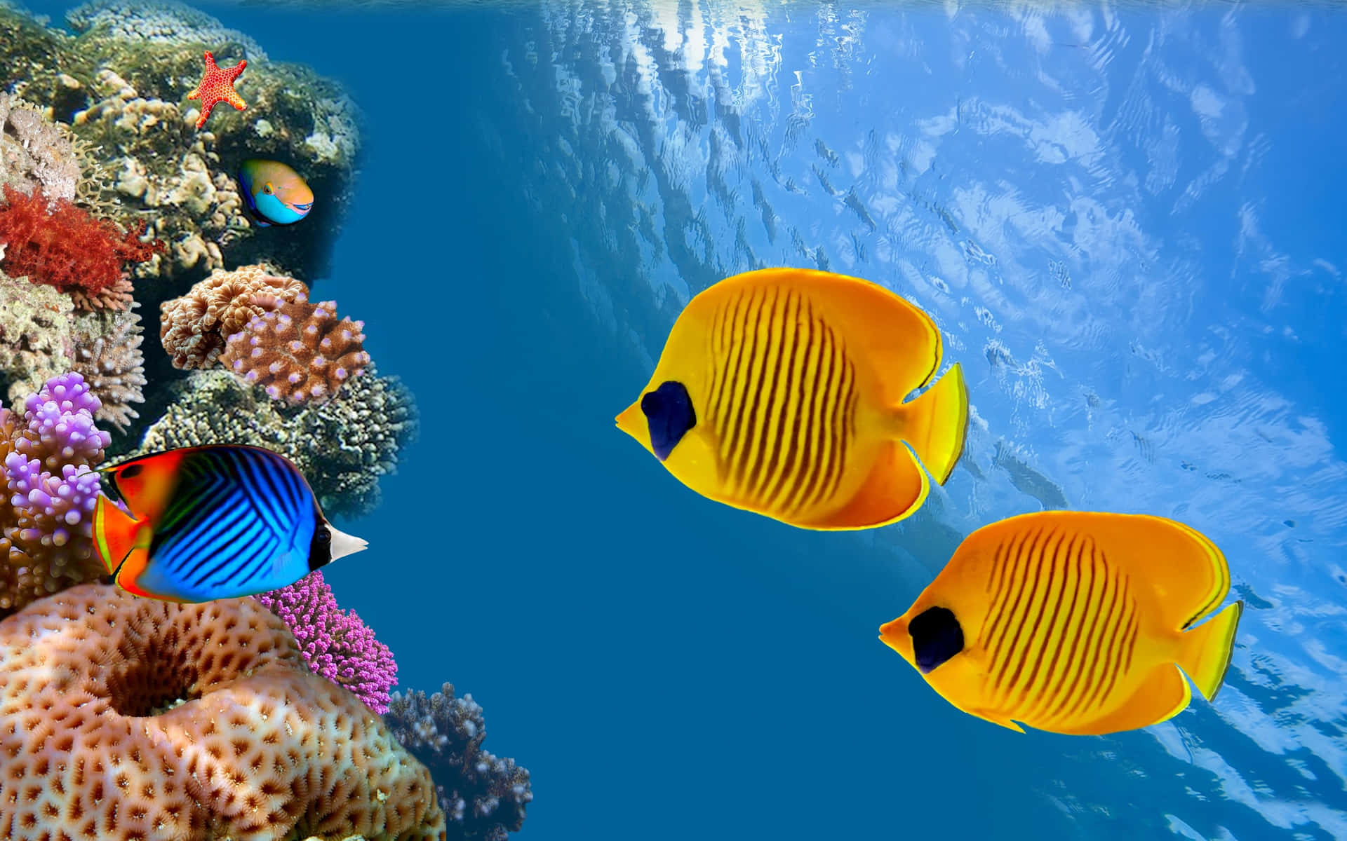 Butterflyfishes Fish Tank Background