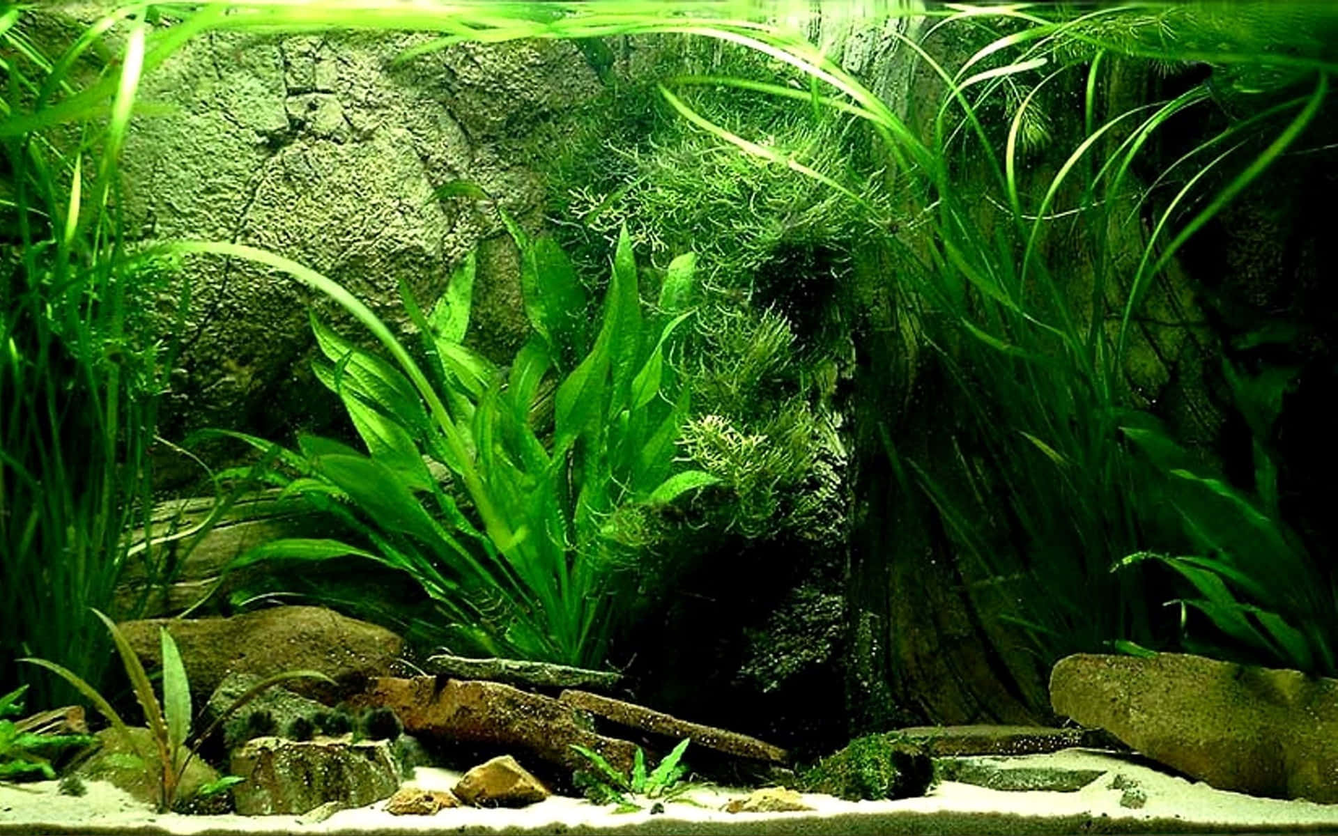Plants And Rocks Fish Tank Background