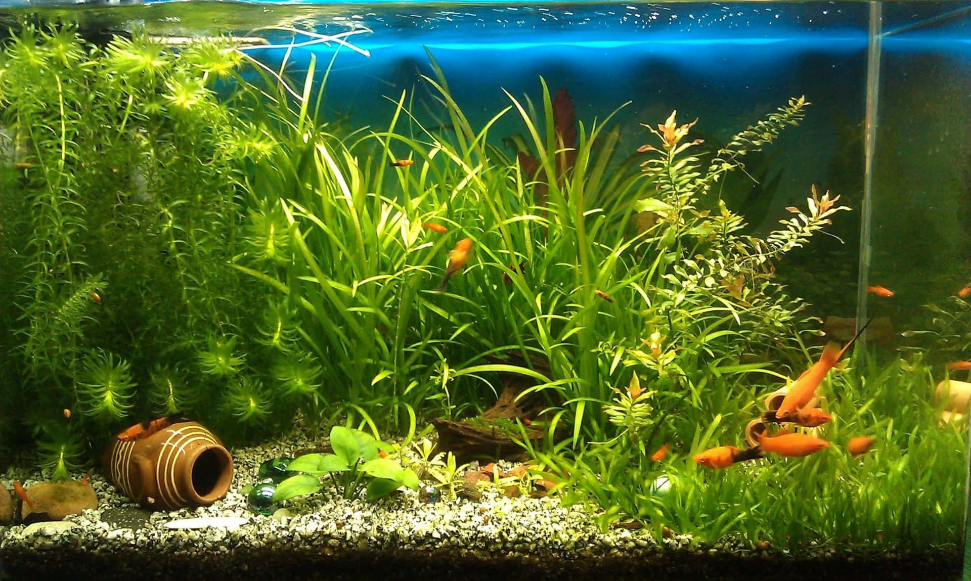 Grass And Ferns Fish Tank Background