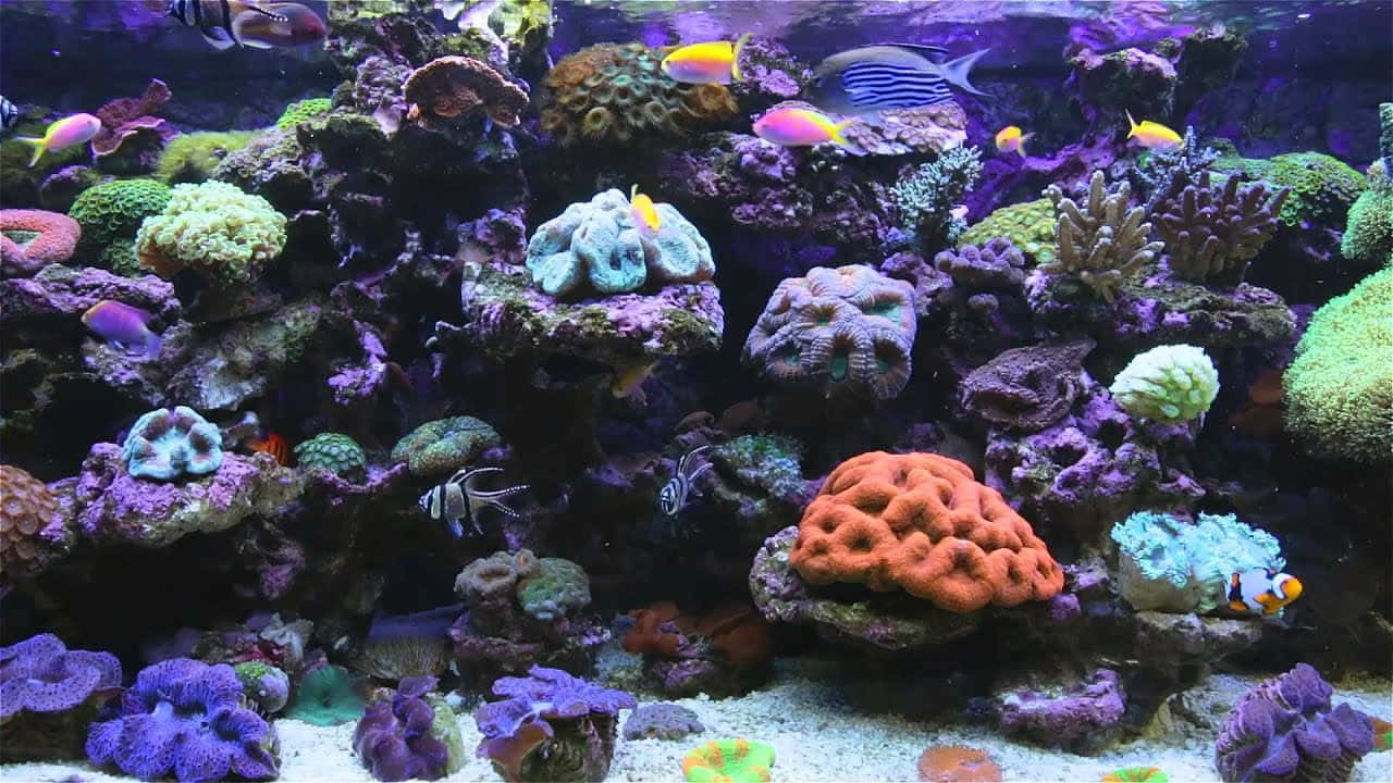 Hintergrundbildfür Aquarium Mit Lila Korallenriffen Und Fischen.