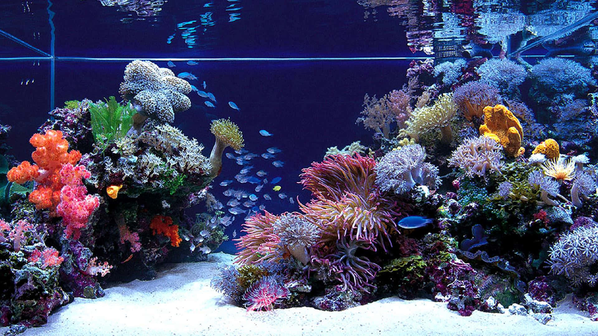 Group Of Fishes Fish Tank Background