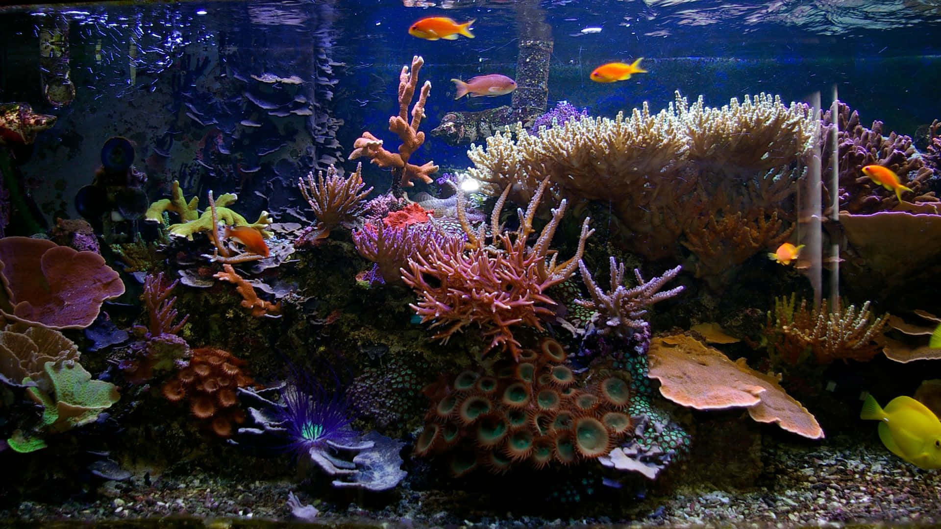 Mehrerefische Aquarium Hintergrund