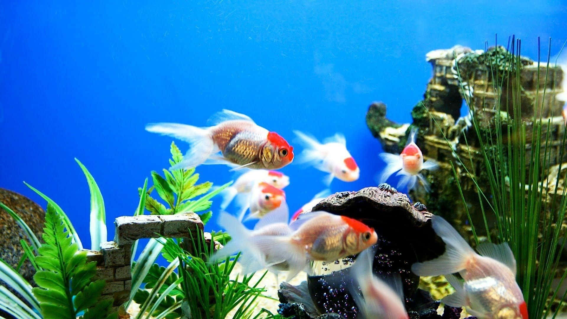 Goldfishes With Rock Buildings Fish Tank Background