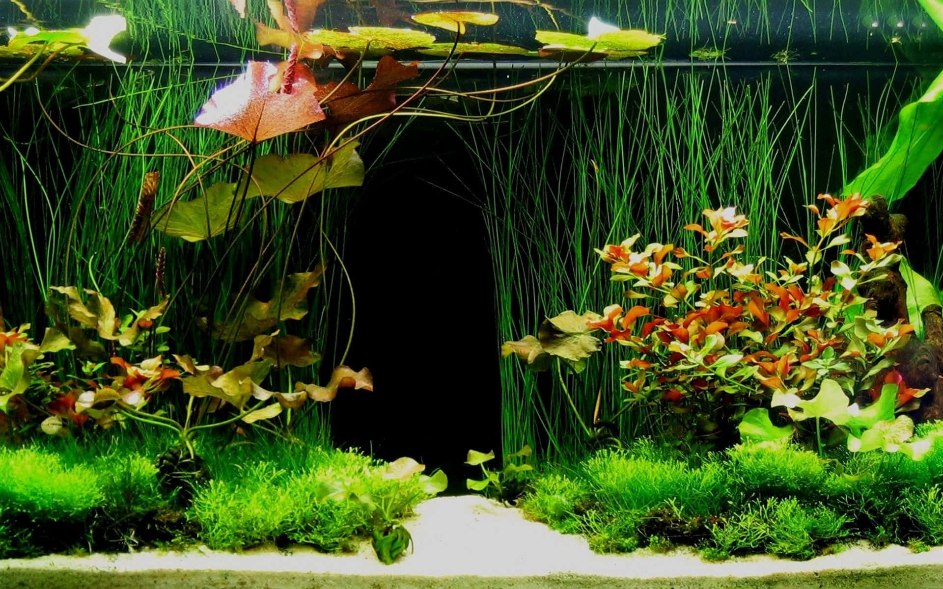 Green Plants Ecosystem Fish Tank Background