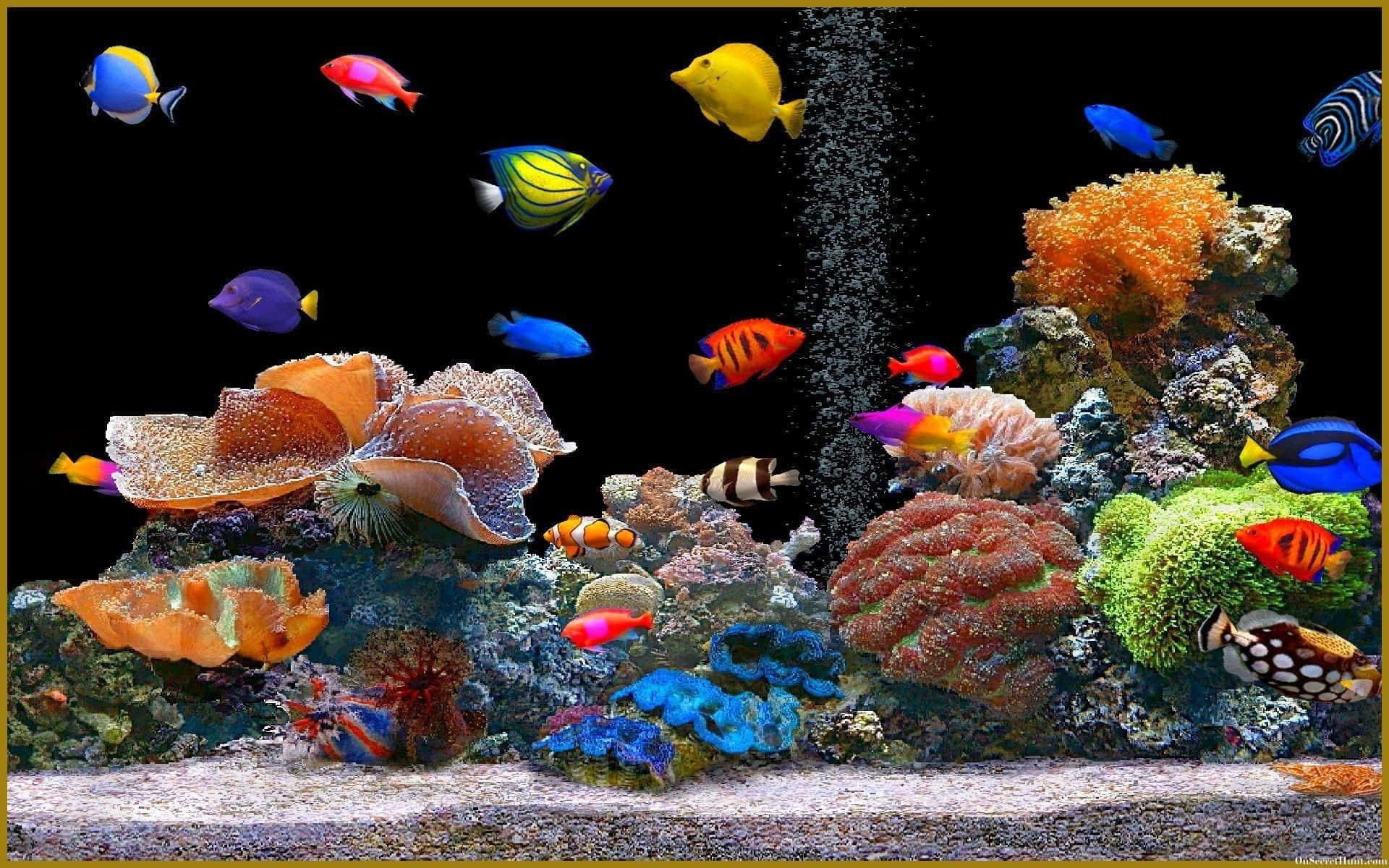 Verschiedenearten Von Aquariumhintergründen Mit Fischen