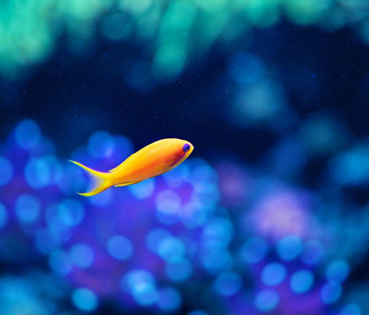 Free Fish Wallpaper Downloads, [900+] Fish Wallpapers for FREE | Wallpapers .com