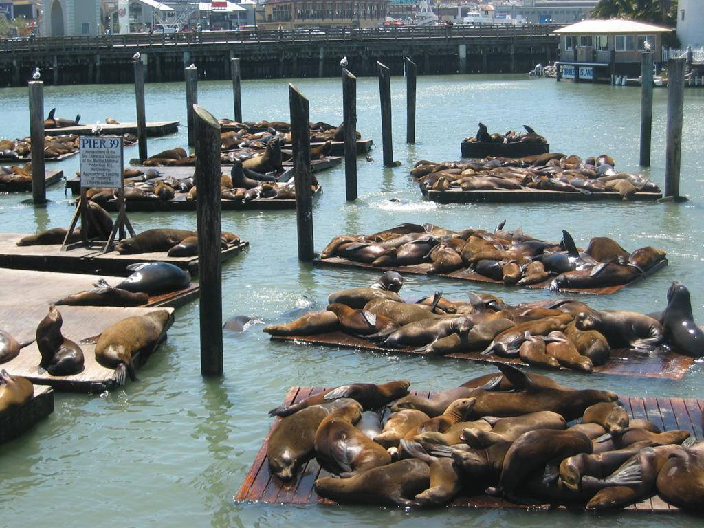 Fishermans Wharf Sea Lion Colony Picture