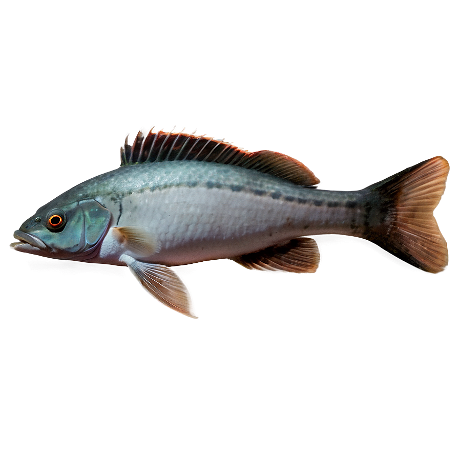 Fishes C PNG