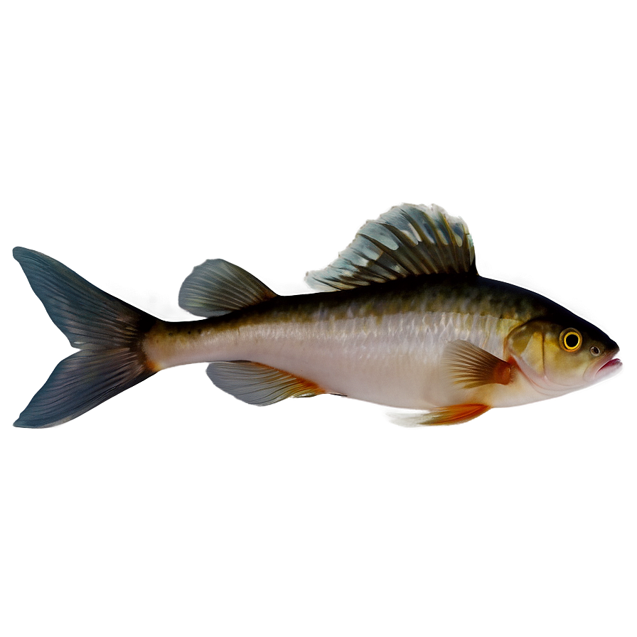 Fishes D PNG