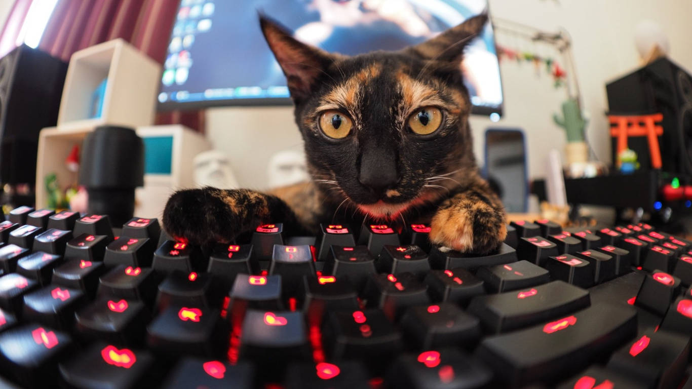 Fisheye Gamer Cat Keyboard Wallpaper