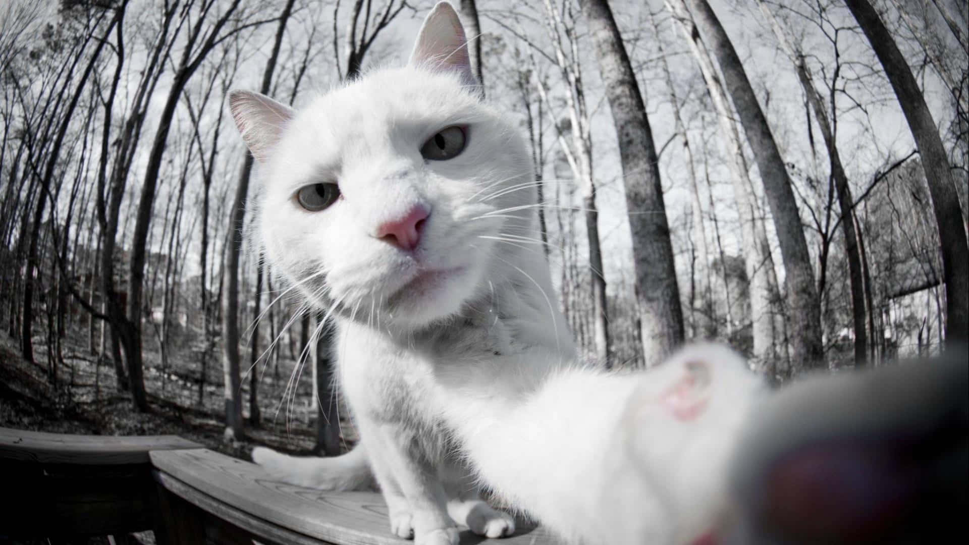 A White Cat Is Holding Its Paw Up To The Camera