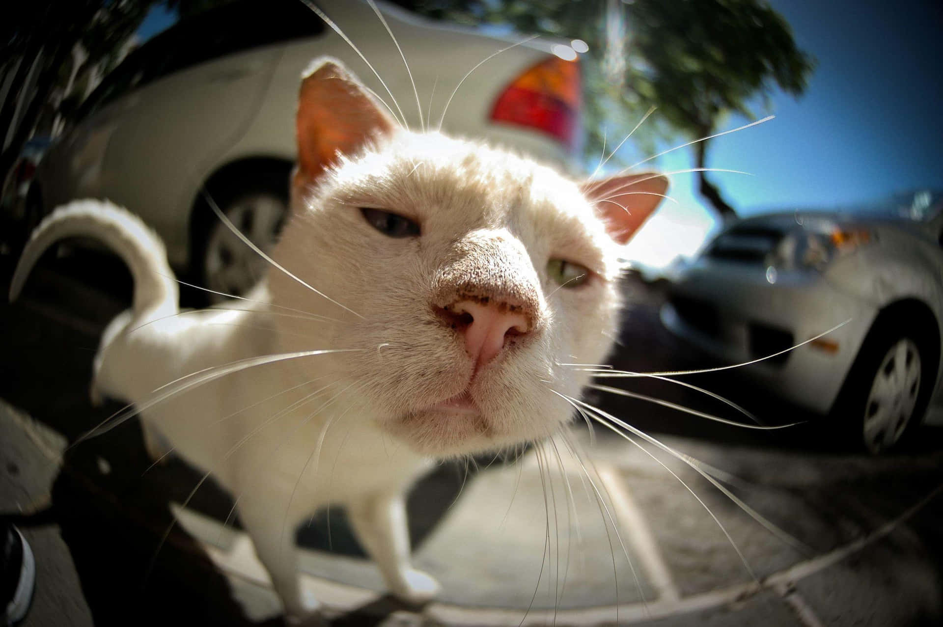A White Cat Is Standing On A Sidewalk