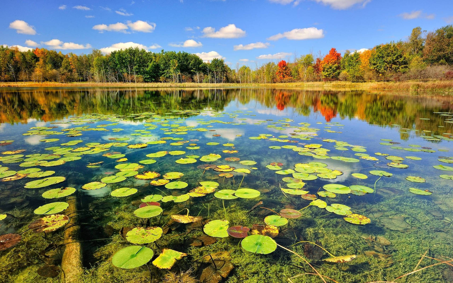 Fishing Lake With Lilies Wallpaper